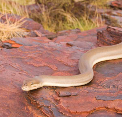 Snakes are reptiles They are found almost everywhere Snakes live in deserts - photo 19