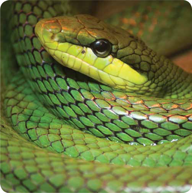 Some snakes are hatched from eggs Others come out of their mother No matter - photo 20