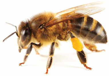 Bees are insects They have six legs five eyes four wings a nectar pouch - photo 25