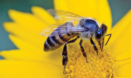 God made more than 10000 kinds of bees Bees live in hives or nests A small - photo 26