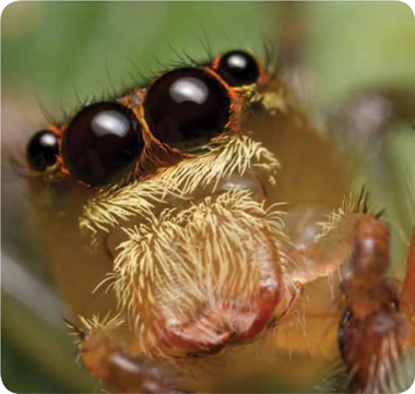 God made about 30000 kinds of spiders Most have eight legs and eight eyes - photo 13