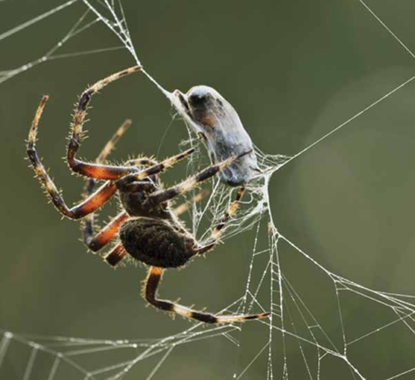 Spider body parts called spinnerets make silk to build webs Webs are used as - photo 14