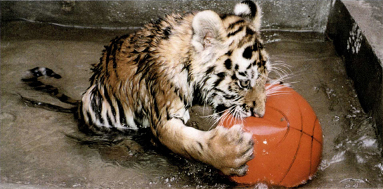 H OW MANY BALLS CAN ONE TIGER CUB DESTROY A S MANY AS YOU GIVE HIM TJ - photo 8