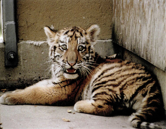 TJ THE BABY TIGER I NTRODUCTION It is a very special event when a - photo 9