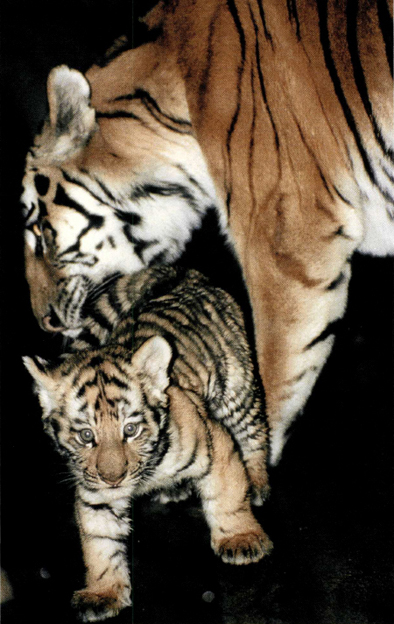 TJ THE TIGER CUB AND B UHKRA HIS MOTHER Buhkra the Siberian tiger was - photo 11