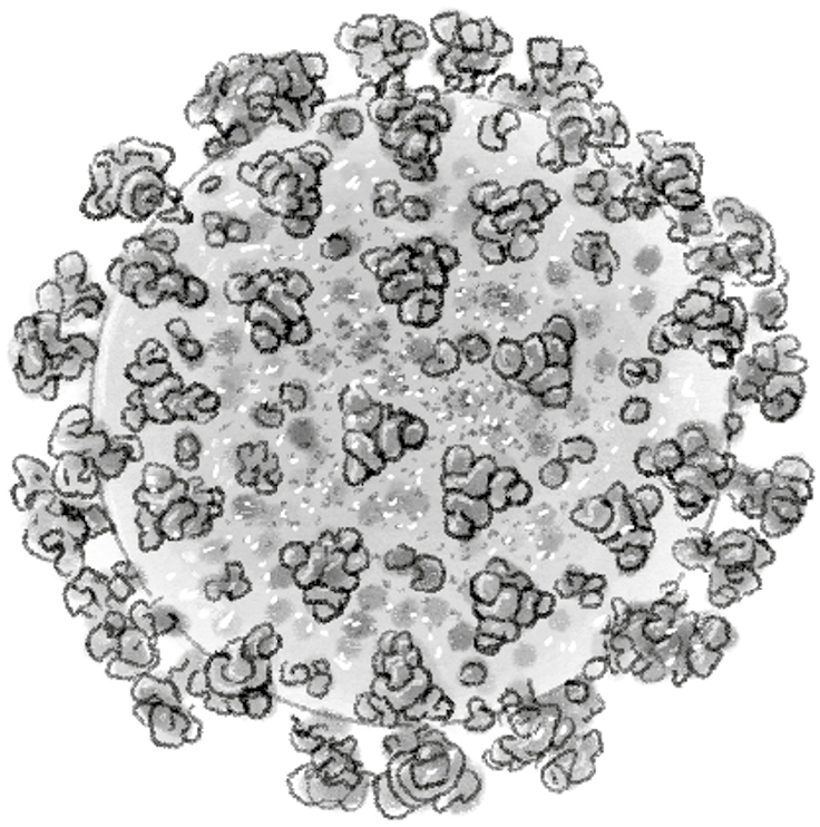 Some harmful coronaviruses can spread quickly and infect many people in a - photo 5