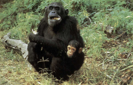 A WILD CHIMPANZEE MOTHER AND HER BABY IN AFRICA A time line shows what - photo 9