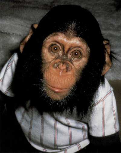 S AY CHEESE I NTRODUCTION Chimpanzees are like people in many ways They use - photo 7