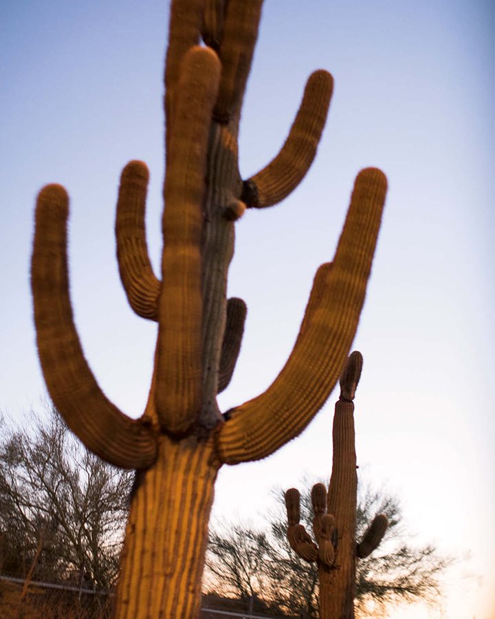 Saguaro cactus of the Sonoran Desert As youre making the dishes in this book - photo 6