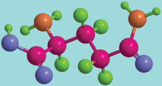 L - glutamine Peptides are so tiny that we cant see them without the help - photo 10