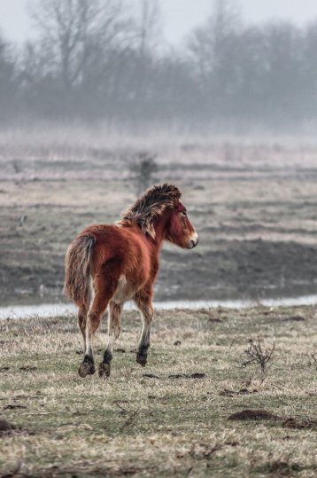 A young foal in Serbia There is only one genuinely wild breed of horse in - photo 35