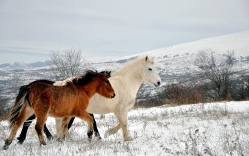 Horses are herbivores meaning they only eat plants Horses have been used - photo 16