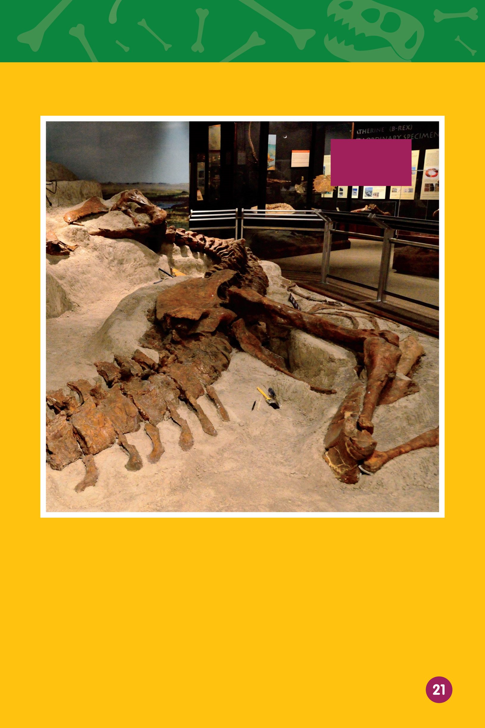a T rex fossil on display at a museum The bones can tell scientists about - photo 23