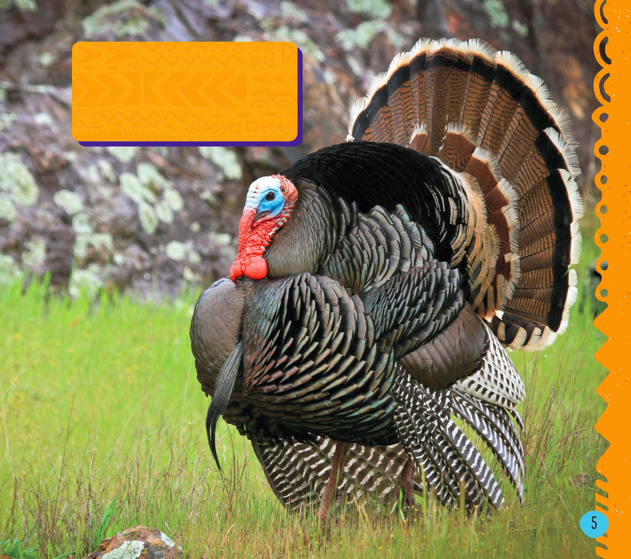 Wild turkeys are found throughout most of the United States Chickens are - photo 7