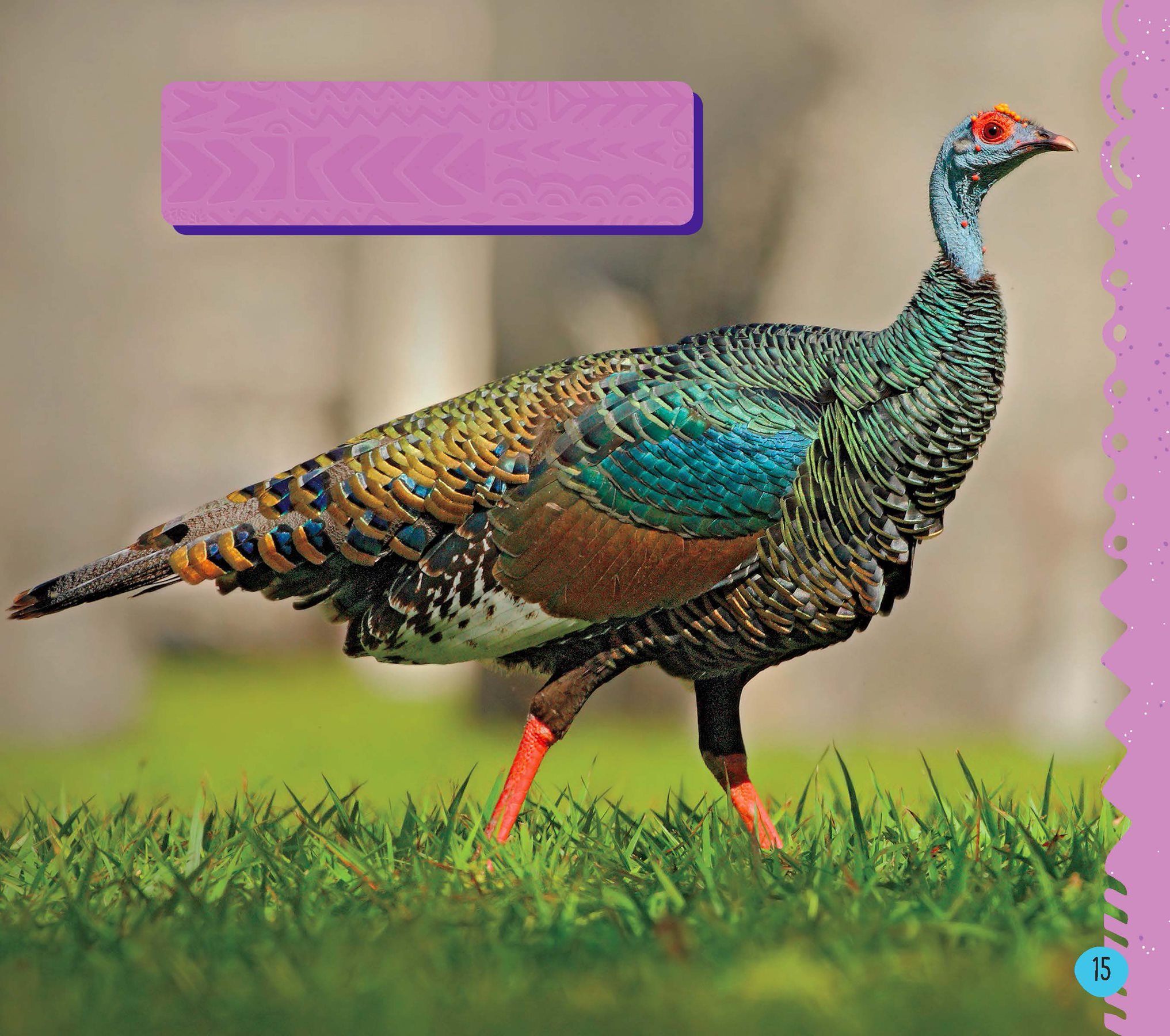 The colorful ocellated turkey lives in Mexico and Guatemala Wild turkeys - photo 17