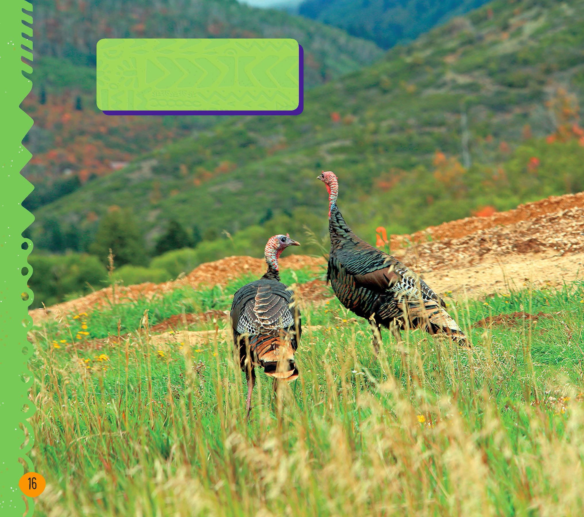 Wild turkeys live for three to four years Wild turkeys live in forests - photo 18