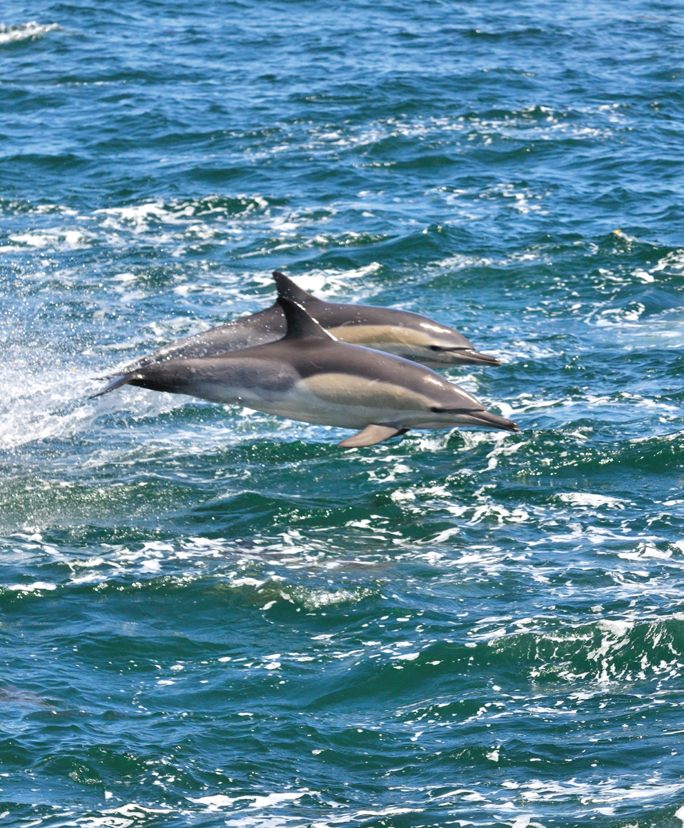 The British Isles is a world leader for marine mammal-watching with great - photo 4