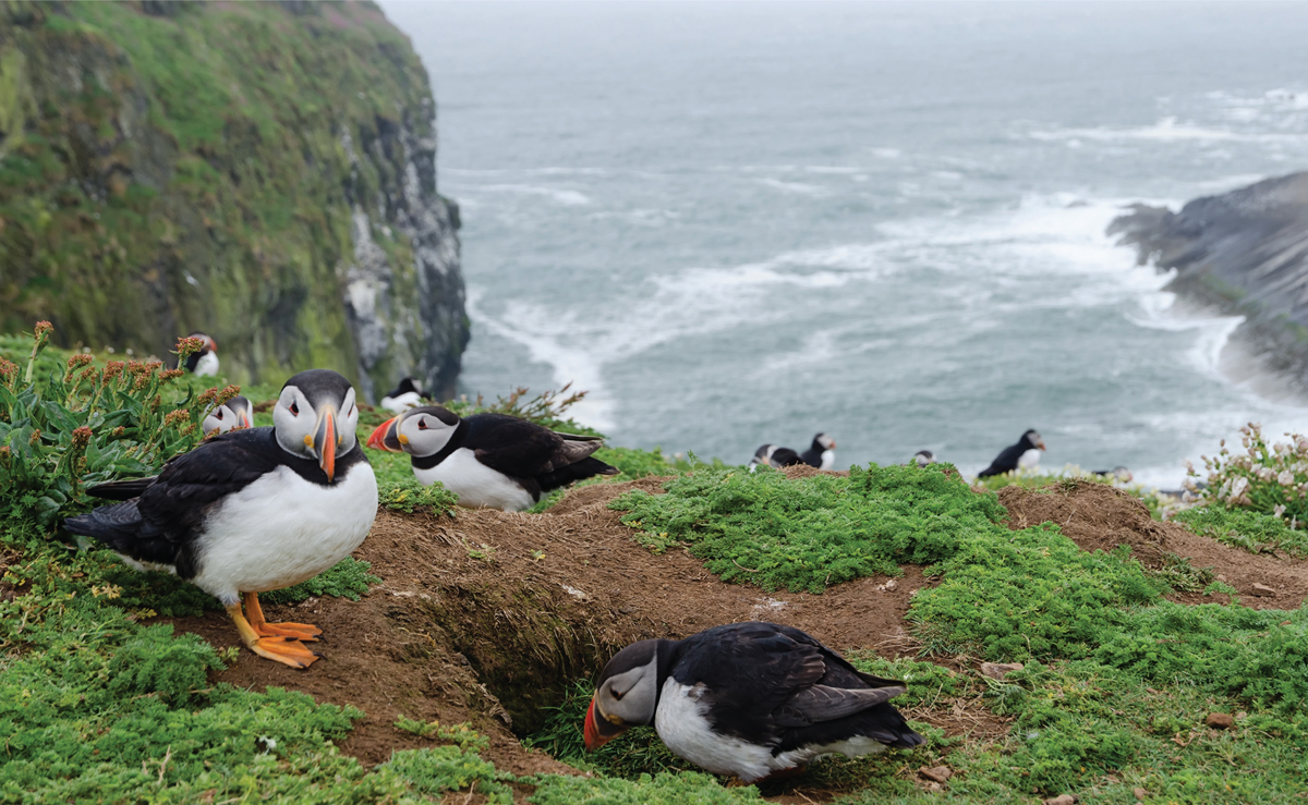 Observing the daily life of Puffins such as these on Skomer island - photo 2