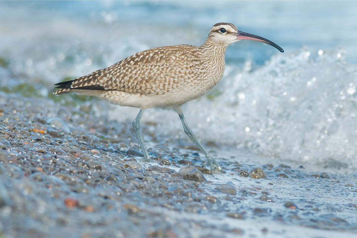 Migrating Whimbrels and other Arctic-breeding waders will stop off at suitable - photo 3