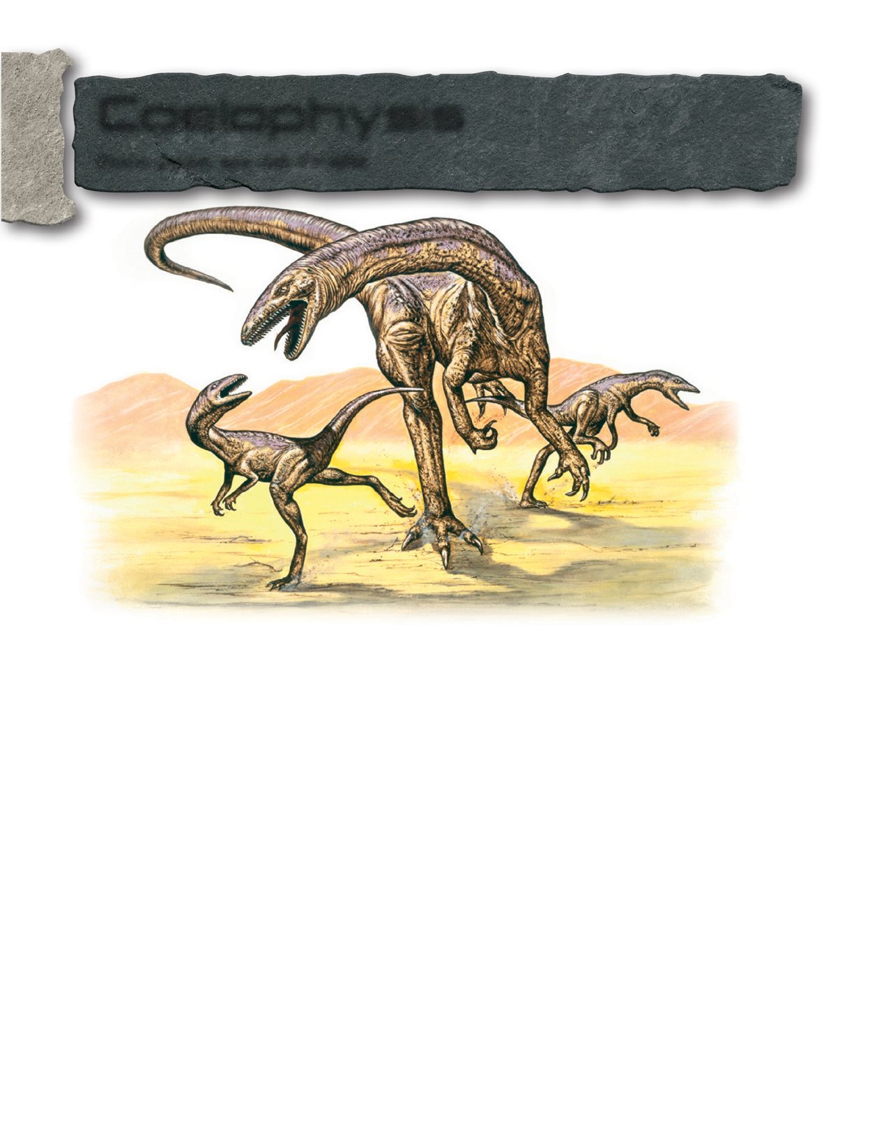 TINY DIN OSAURS Hundreds of foss il sk eletons of Coelophysis have b een - photo 9