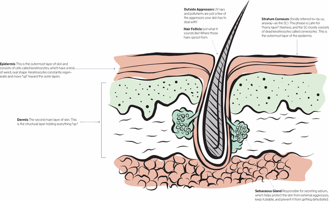 Your skin is like an onion A Closer Look Epidermis Now that weve established - photo 15