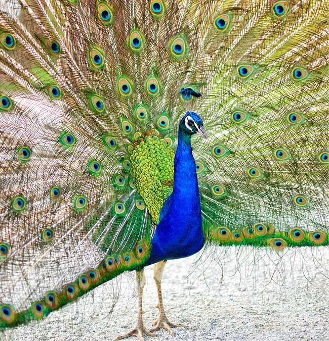 A peacock the national bird of India Landmarks to Visit The Taj Mahal - - photo 2