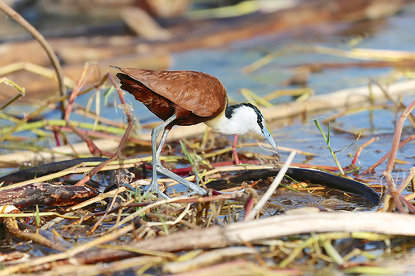 An African Jacana Bird building its floating nest Source - photo 3