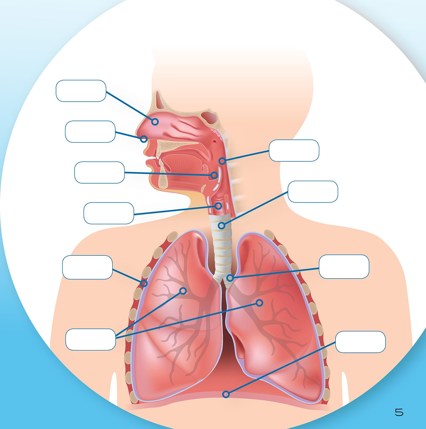 The Respiratory System nasal cavity nostril pharynx epiglottis larynx - photo 6