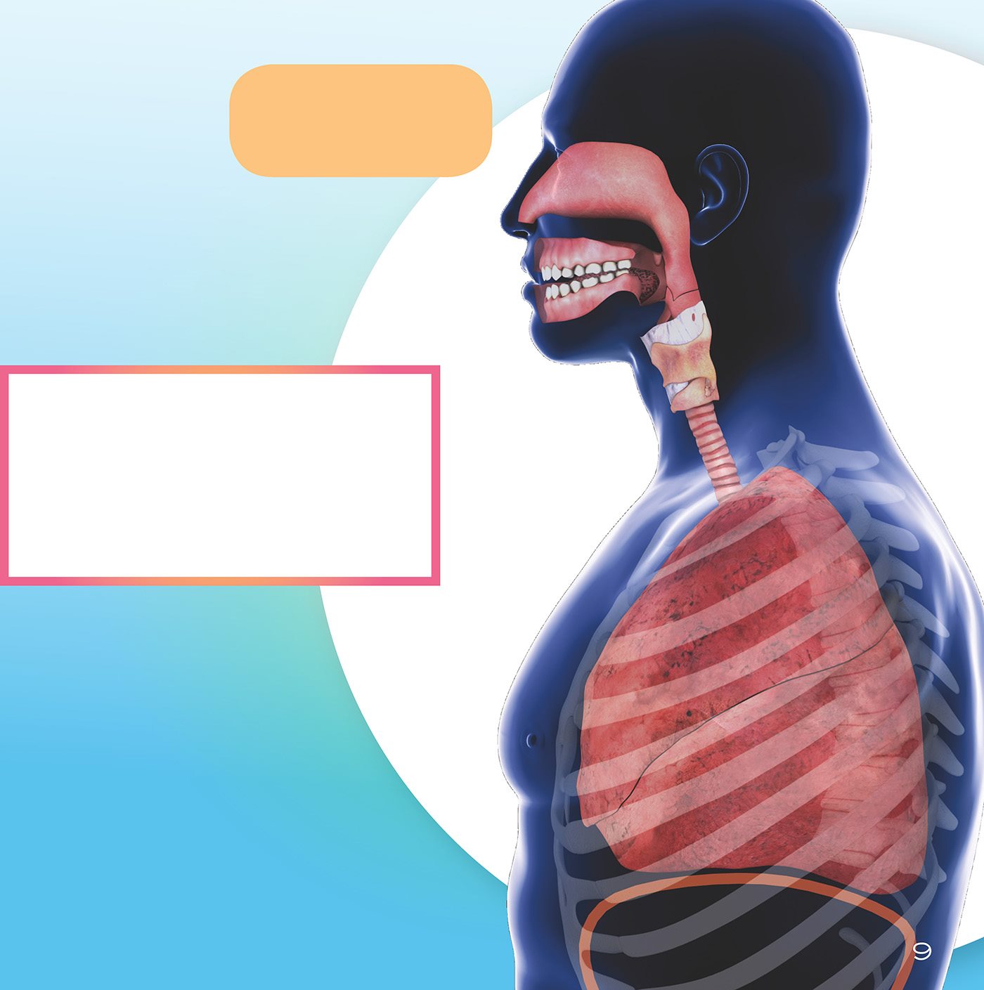 body parts involved in breathing mucus a slimy liquid that coats the - photo 10