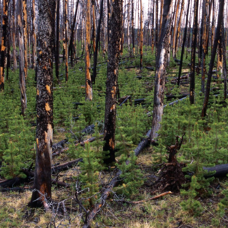 F or many years Smokey Bear warned that only you could prevent forest fires - photo 9