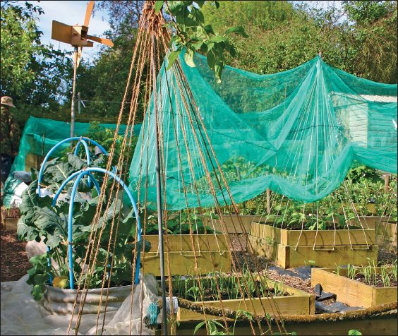 The no-dig system of raised beds and paths enables easy access to your crops - photo 4