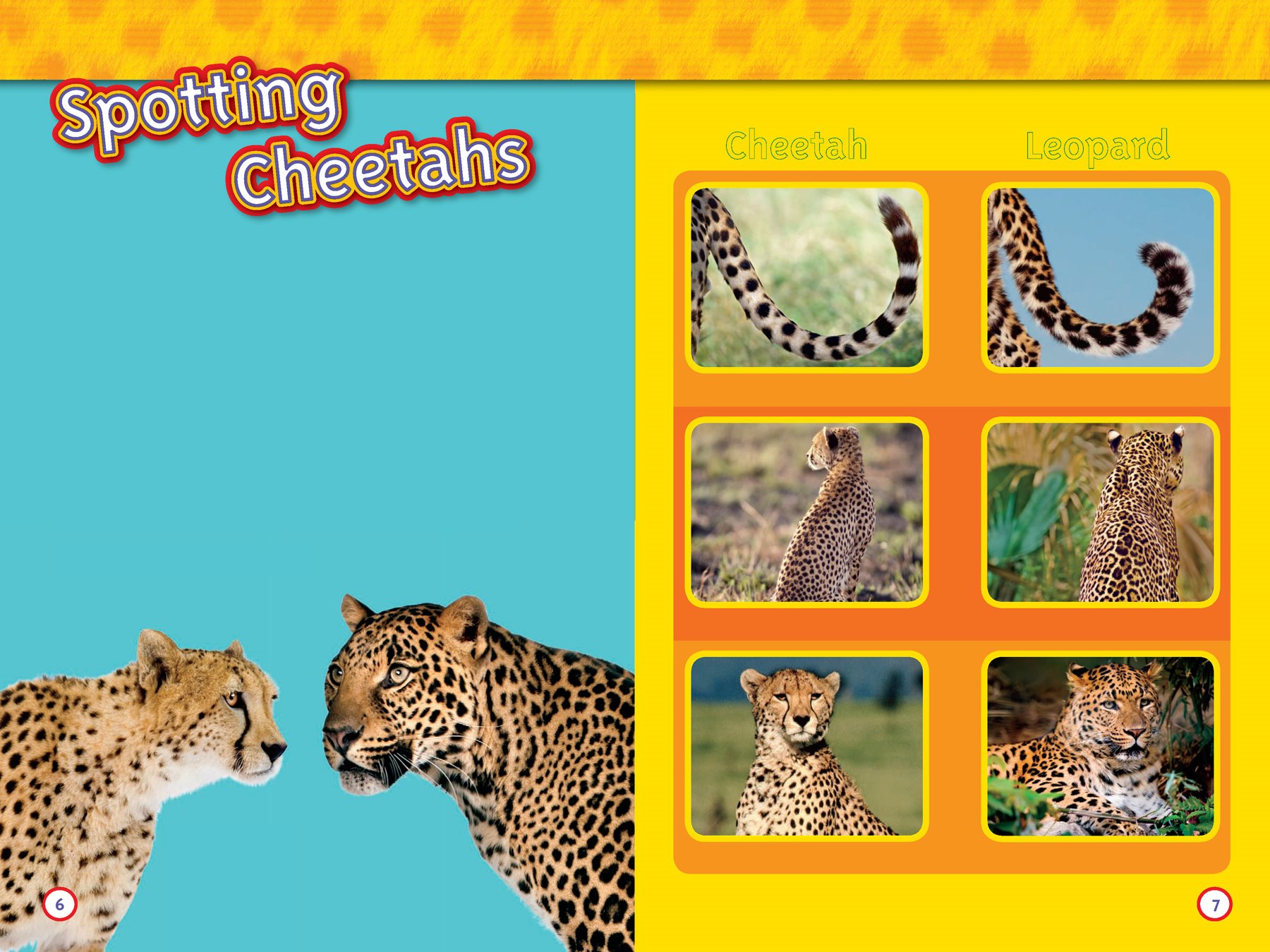 Cheetahs and leopards look alike because they both have spots But they are - photo 5