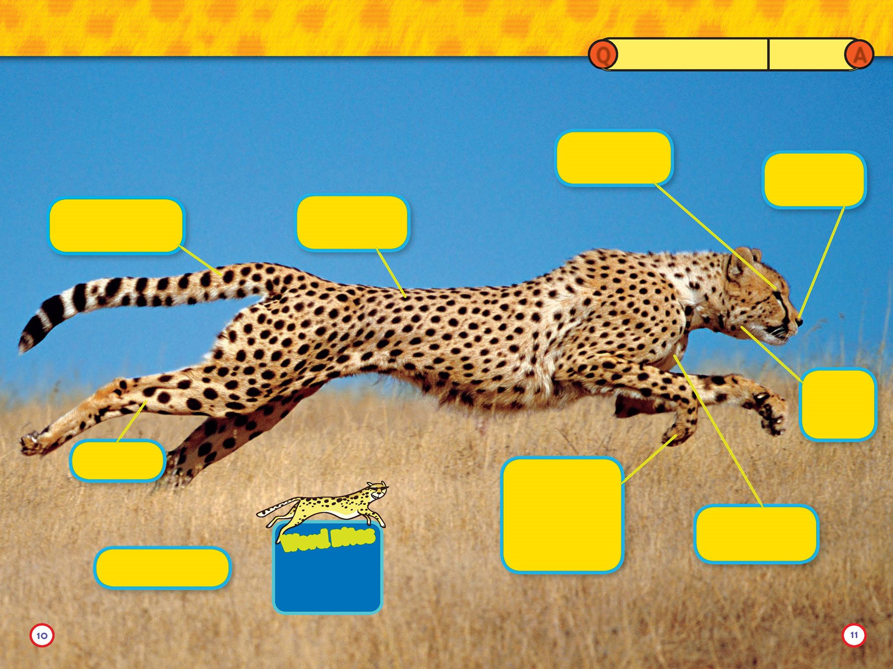 What makes a cheetah so fast Its body is built for speed A long tail - photo 7