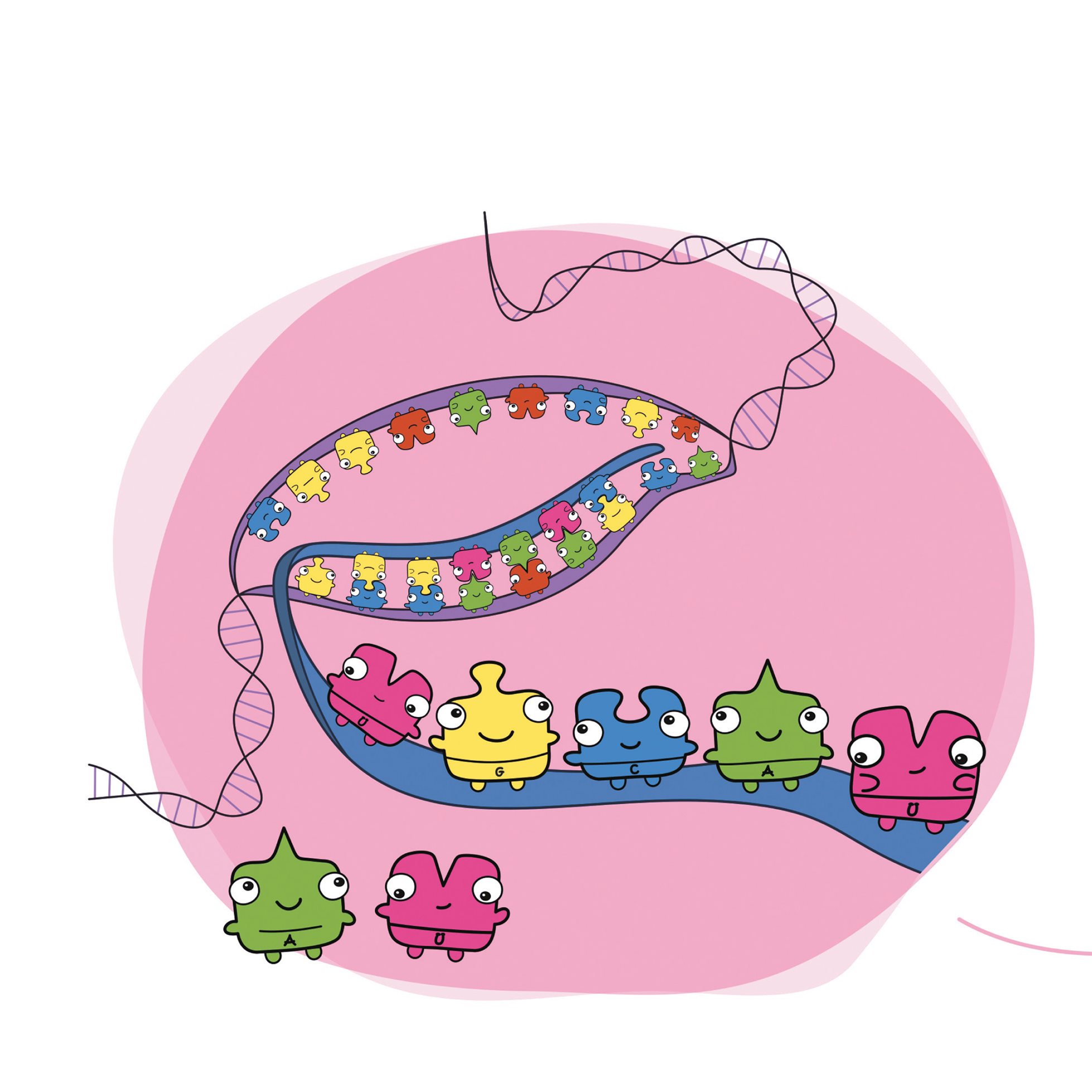 Sometimes the nitrogen bases separate and form other simpler chains This is - photo 16