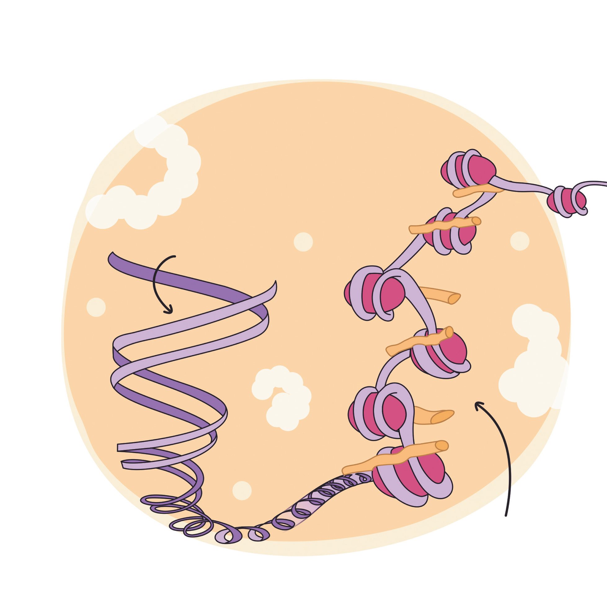 Since the DNA chain is very long it needs to wind itself up to fit inside the - photo 18