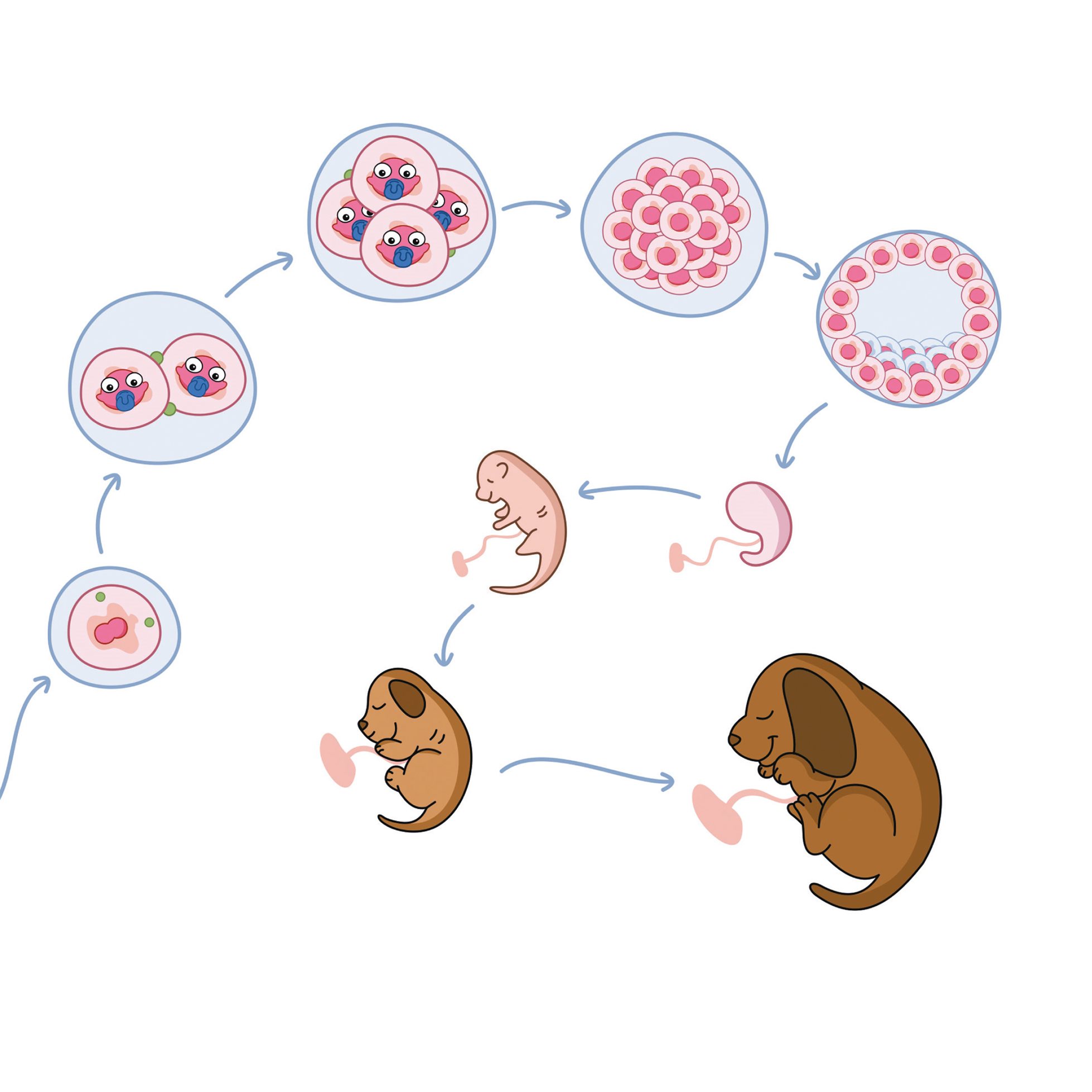 Fusion of pronuclei 2 cells 4 cells Morula Blastocyst Fetus Bit by bit this - photo 23