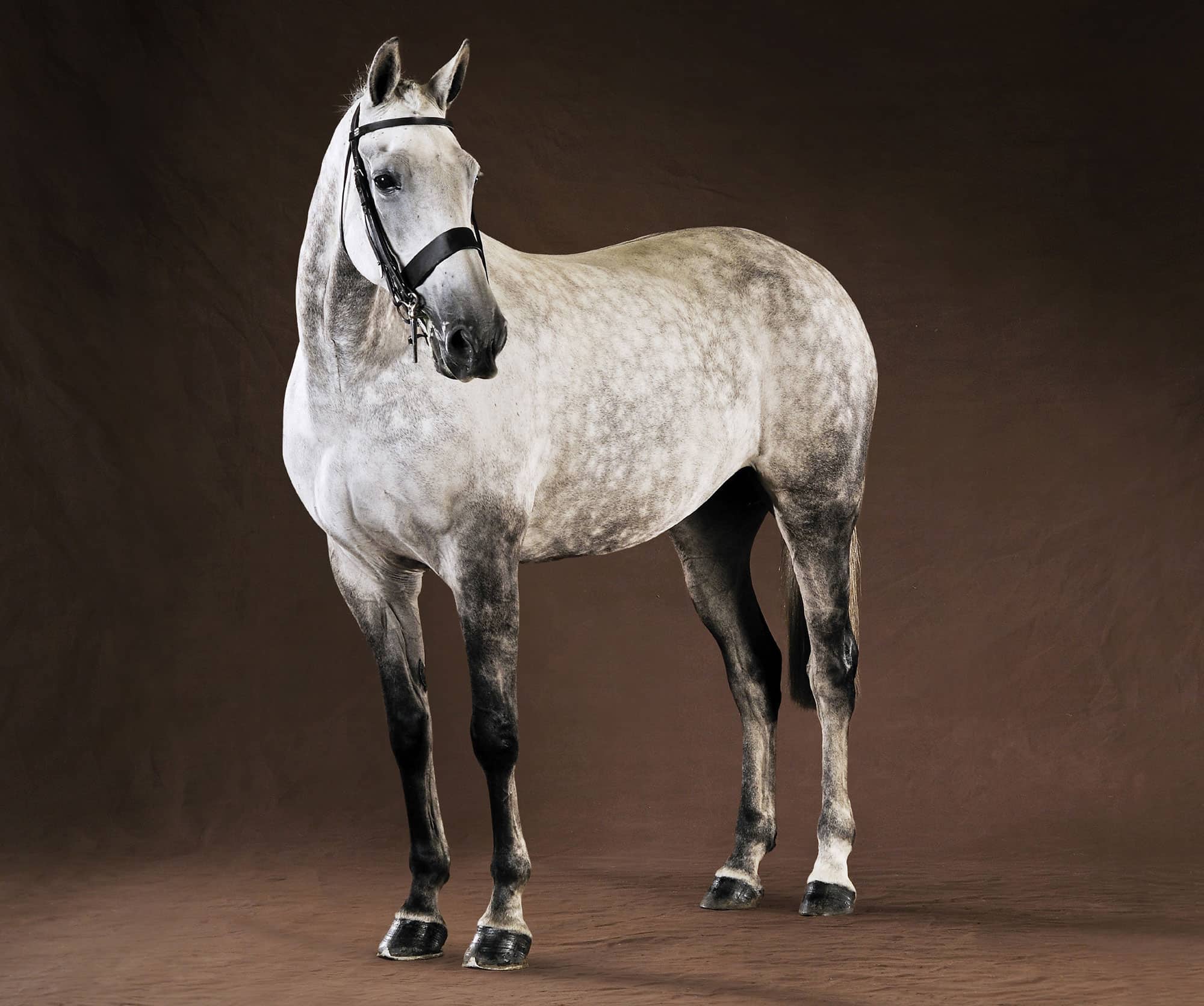 BEAUTIFUL HORSES portraits of CHAMPION BREEDS LIZ WRIGHT photographed by - photo 2