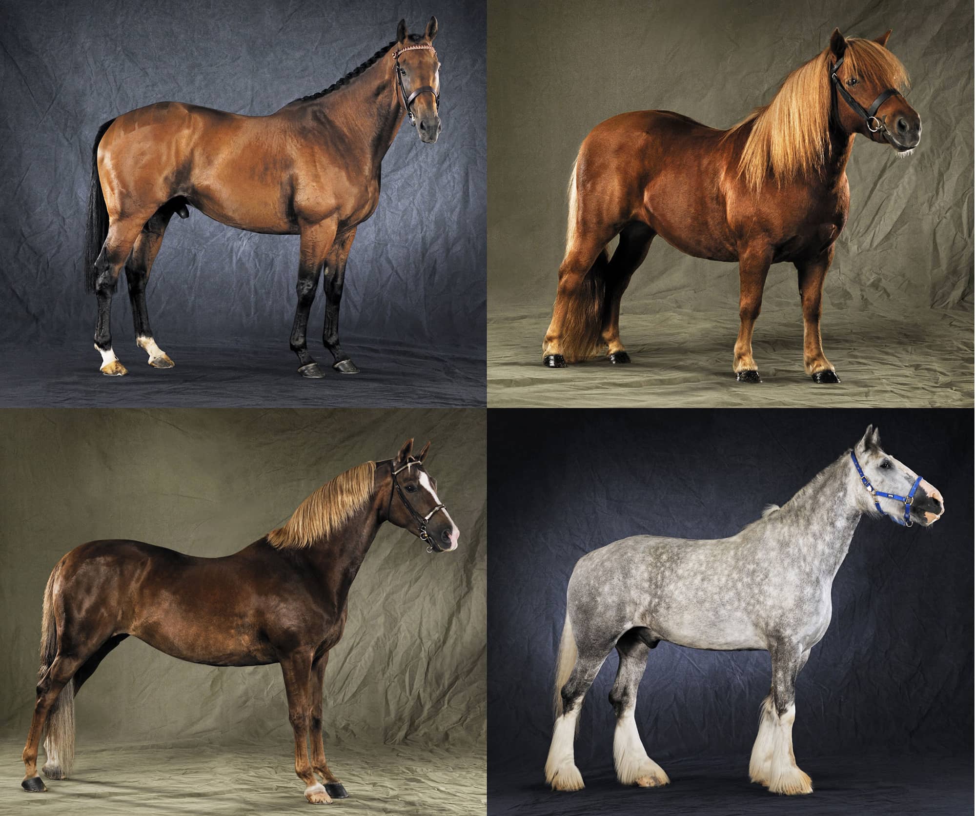 BEAUTIFUL HORSES portraits of CHAMPION BREEDS LIZ WRIGHT photographed by - photo 3