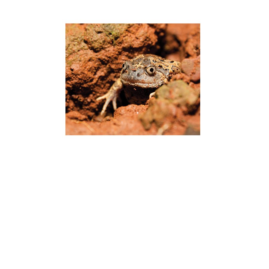 D ifferent kinds of frogs live all over the world and on every continent except - photo 11