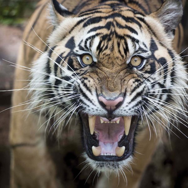Tigers are large predators with sharp teeth powerful jaws and big claws for - photo 4