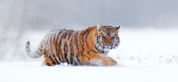 Tigers that live in warm places such as tropical islands and rain forests - photo 7