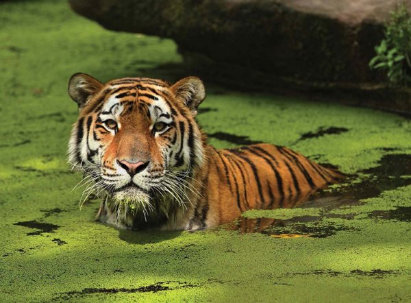 Tigers that live in warm places such as tropical islands and rain forests - photo 8