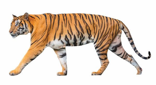 The Siberian tiger has the lightest fur of any tiger This helps it blend in - photo 9