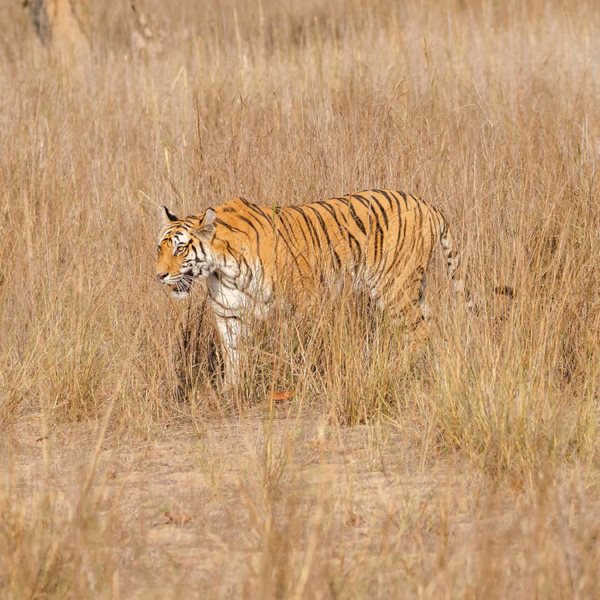 Tigers stripes also help them blend in with grasses They wait for prey to pass - photo 11