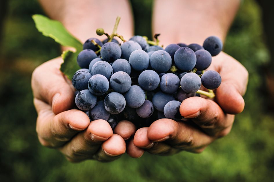 What you need ripe green or purple grapes a slatted tray the heat of the - photo 18