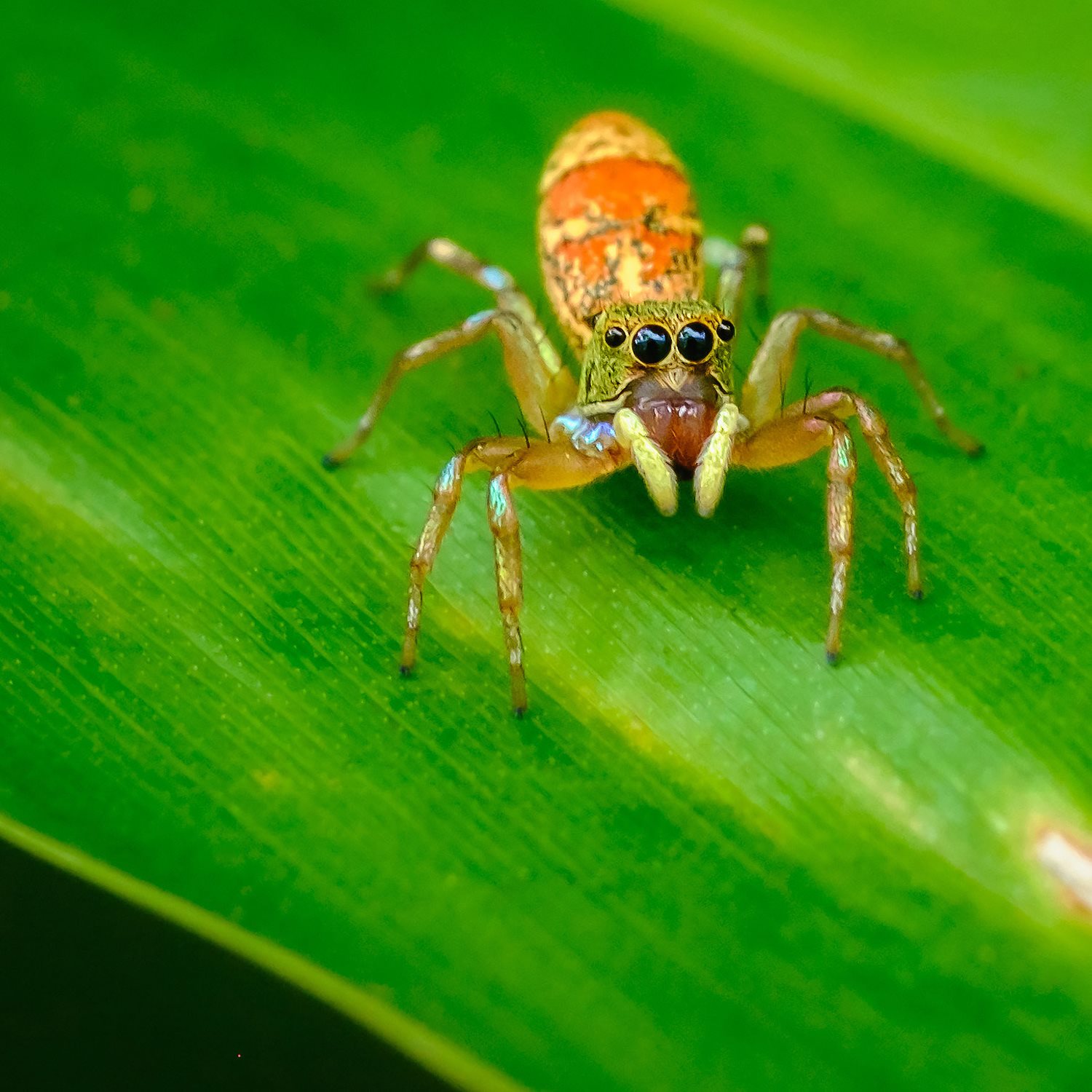 What do we really know about spiders Spiders are not insects Insects - photo 2