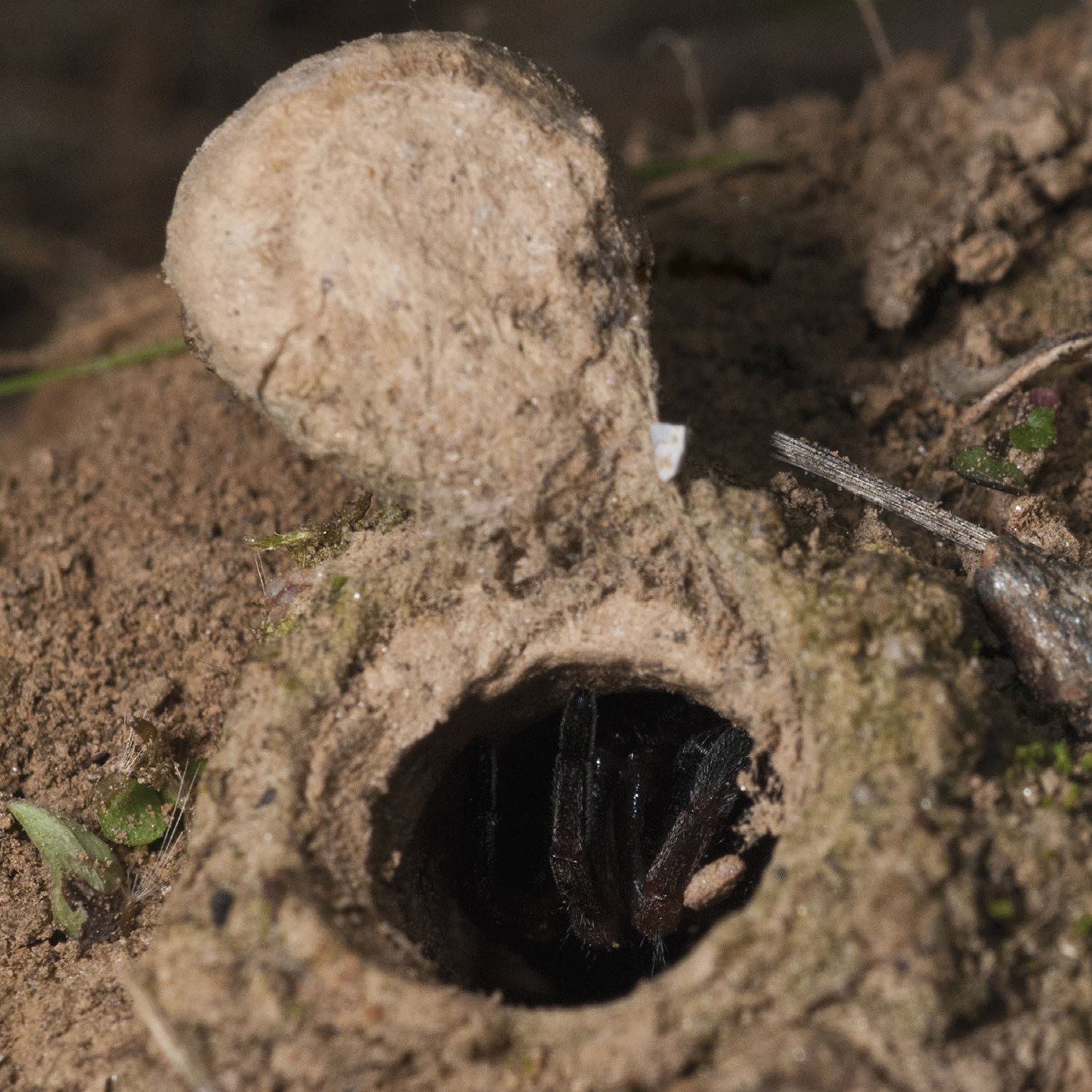 trap door Not all spiders make webs Some burrow into the ground - photo 16