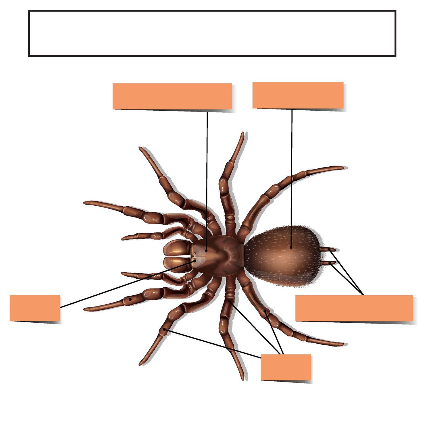 Spider Body Parts cephalothorax abdomen spinnerets legs eye - photo 22