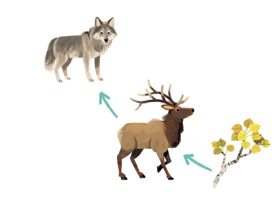 A network of food chains makes up a food web Yellowstones food web is made - photo 14