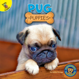 Hailey Scragg Pug Puppies